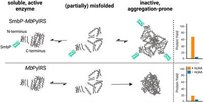 Efficient Unnatural Protein Production by Pyrrolysyl-tRNA Synthetase With Genetically Fused Solubility Tags